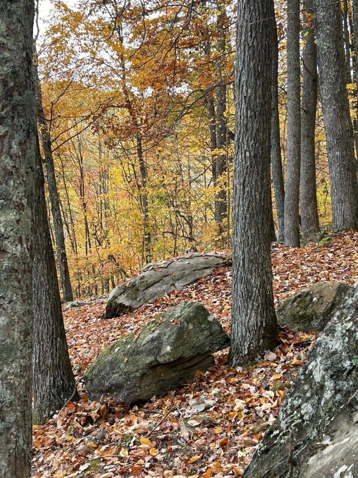 Cherokee Cabin-Cave Run Lake And Cliff Views-Red River Gorge Big Woods Exterior photo